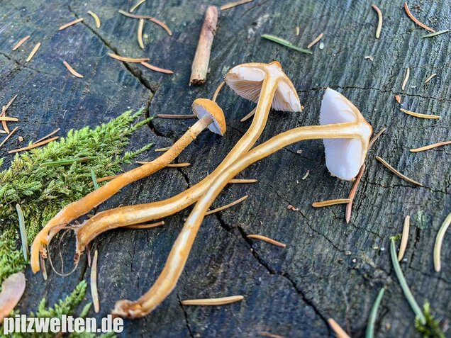 Amiant-Körnchenschirmling, Cystoderma amianthinum