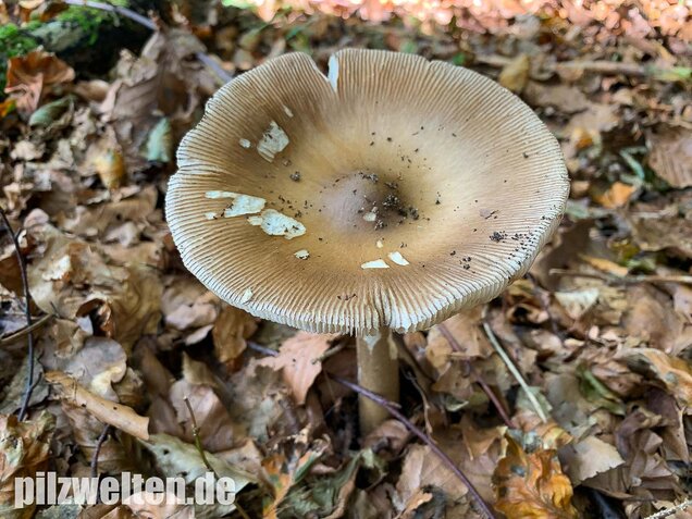 Dickscheidiger Scheidenstreifling, Amanita pachyvolvata