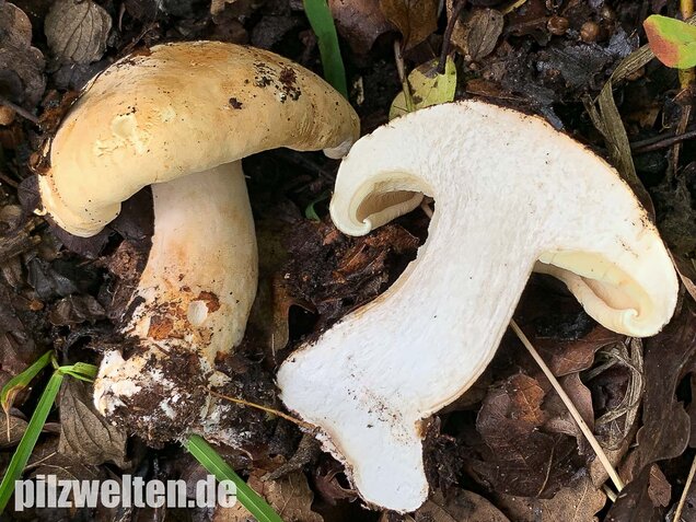 Dreifarbiger Krempentrichterling, Leucopaxillus compactus