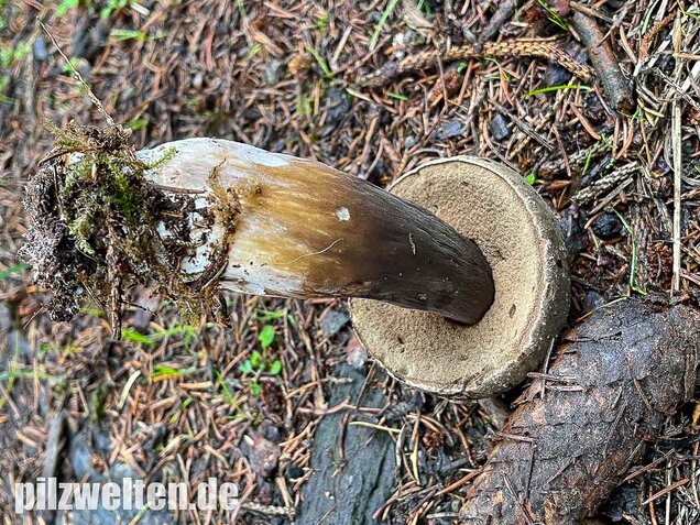 Düsterer Röhrling, Porphyrröhrling, Porphyrellus porphyrosporus