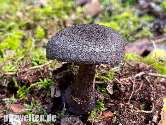 Dunkelvioletter Nadelwaldschleierling, Cortinarius hercynicus
