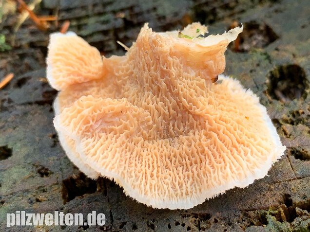 Gallertfleischiger Fältling, Phlebia tremellosa