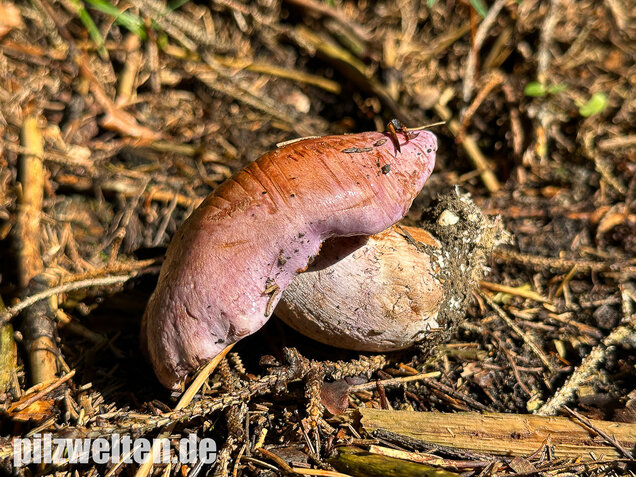 Dunkelfleckender Schleimkopf, Phlegmacium violaceomaculatum