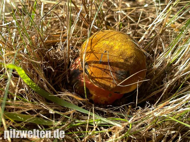 Gelbfüßiger Hexenröhrling, Neoboletus xanthopus