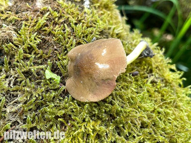 Gelbstieliger Dachpilz, Pluteus romellii