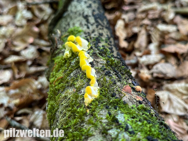 Gilbende Tramete, Spitzwarzige Weißfäuletramete, Antrodiella serpula