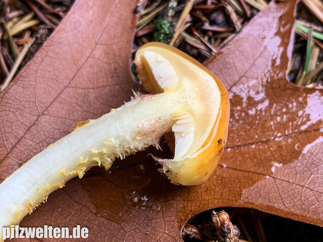 Hochthronender Schüppling, Pholiota limonella