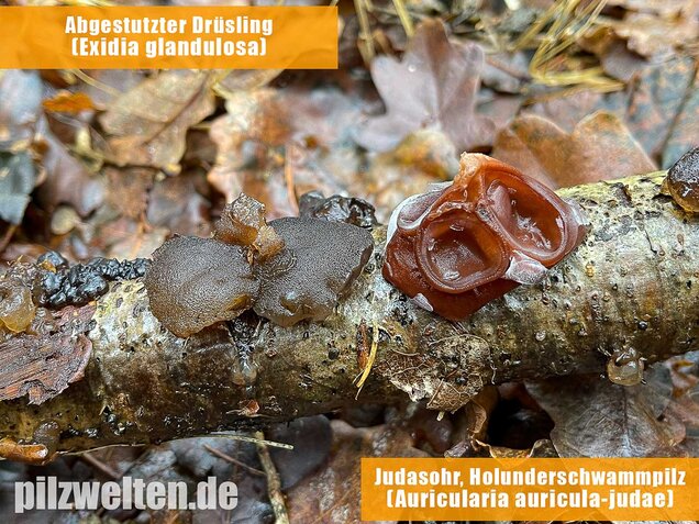 Abgestutzter Drüsling, Stoppeliger Drüslinge, Exidia glandulosa