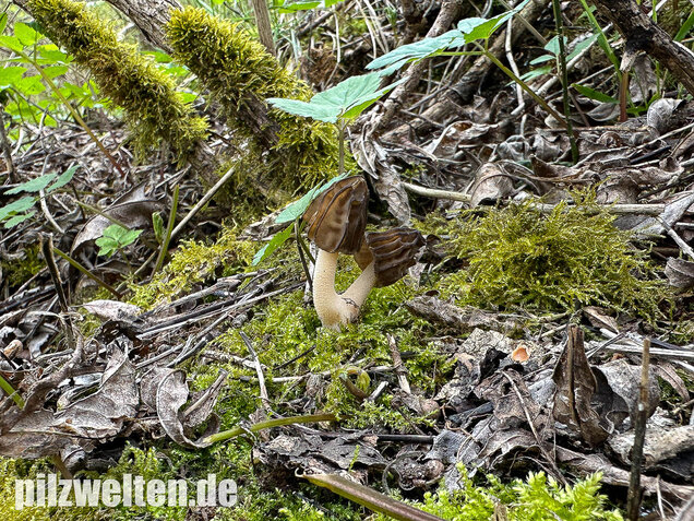Käppchenmorchel, Morchella semilibera