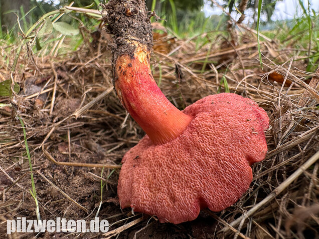 Rubinroter Zwergröhrling, Chalciporus rubinus