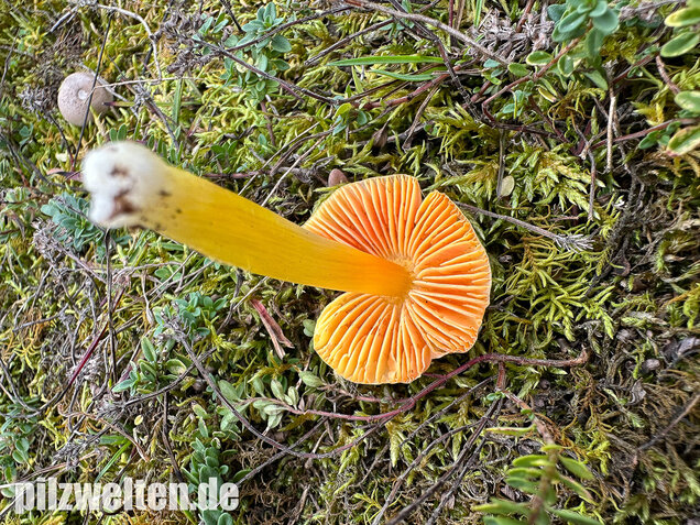 Kugelsporiger Saftling, Hygrocybe subglobispora