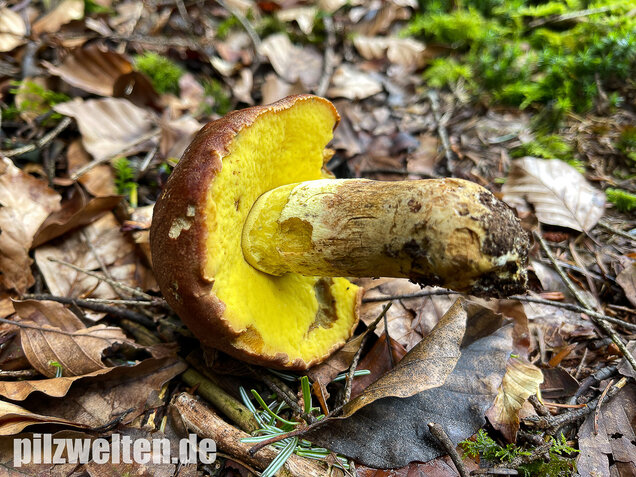 Anhängselröhrling, Butyriboletus appendiculatus