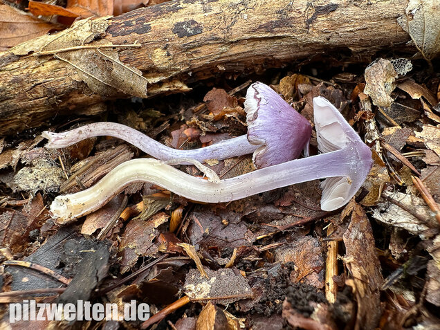 Violetter Risspilz, Lilaseidiger Risspilz, Inocybe violacea