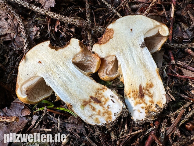 Geschmückter Schleimkopf, Phlegmacium saginum