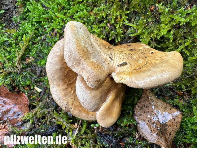 Muschelkrempling, Grubenschwamm, Tapinella panuoides