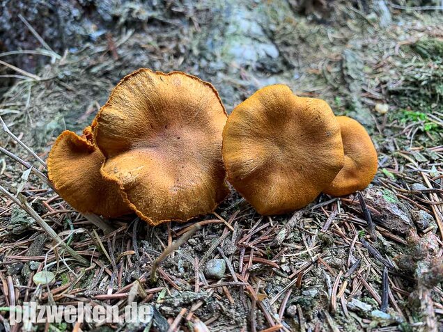 Orangefuchsiger Raukopf, Cortinarius orellanus