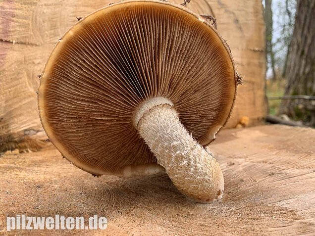 Pappelschüppling, Pholiota populnea