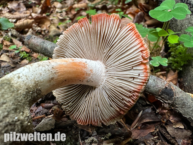 Rötender Risspilz, Schamroter Risspilz, Inocybe godeyi