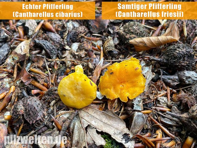 Samtiger Pfifferling, Cantharellus friesii