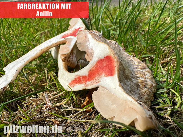 Schlehenrötling, Blasser Frühlingsrötling, Entoloma sepium