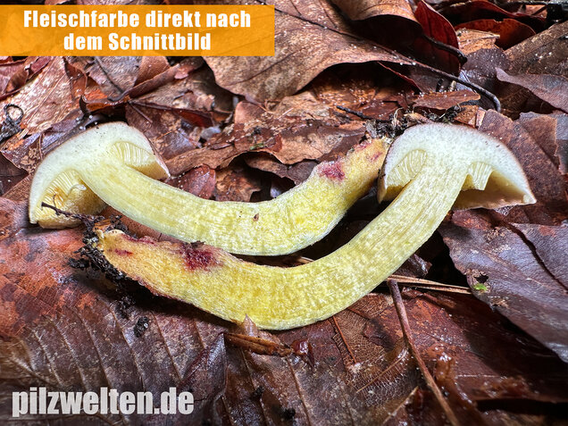 Starkblauender Rotfußröhrling, Xerocomellus cisalpinus