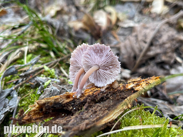 Violettblättriges Tausendblatt, Baeospora myriadophylla