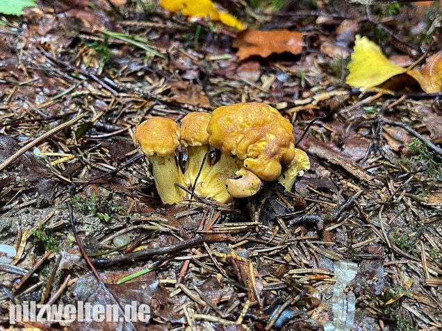 Violettschuppiger Pfifferling, Cantharellus amethysteus