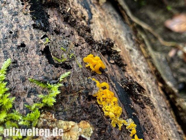 Weiden-Stängelbecherchen, Hymenoscyphus conscriptus