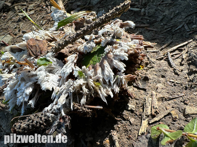 Weißer Warzenpilz, Blumenlederkoralle, Thelephora penicillata