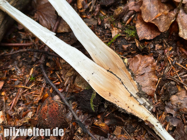Wurzelnder Schleimrübling, Grubiger Wurzelrübling, Hymenopellis radicata