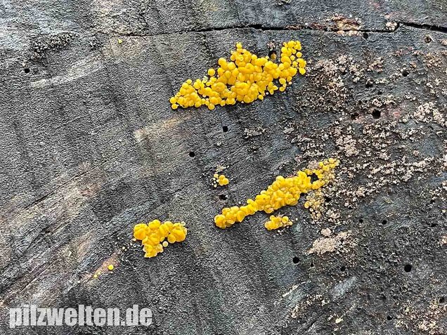 Zitronengelber Reisigbecherling, Calycina citrina