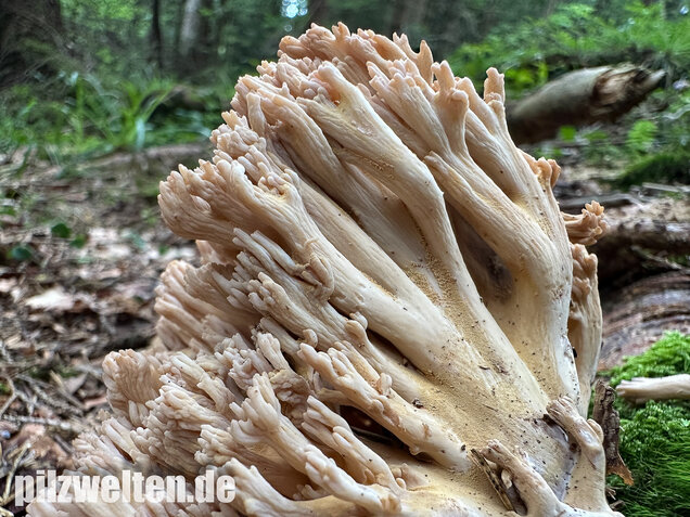 Bauchwehkoralle, Blasse Koralle, Ramaria pallida