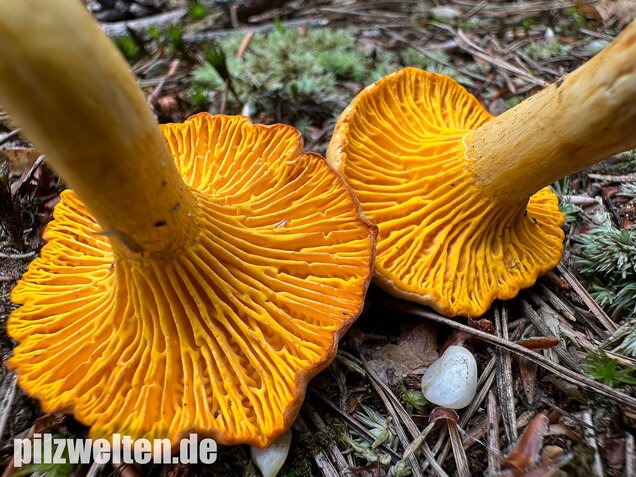 Bereifter Pfifferling, Blasser Nadelwaldpfifferling, Cantharellus subpruinosus