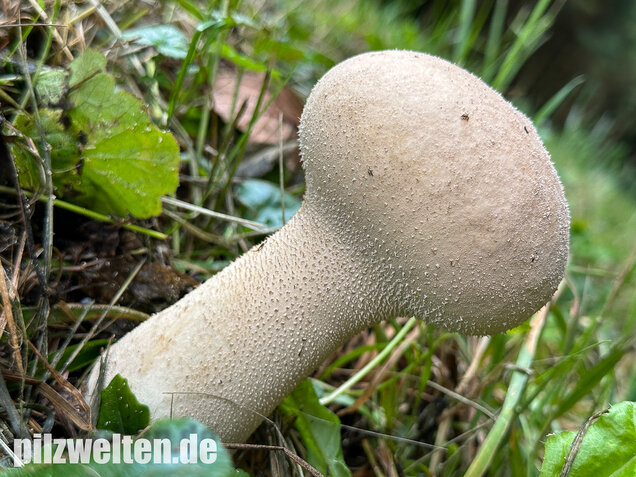 Beutelstäubling, Lycoperdon excipuliforme