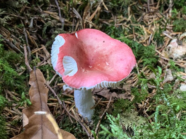 Birkenspeitäubling, Russula betularum