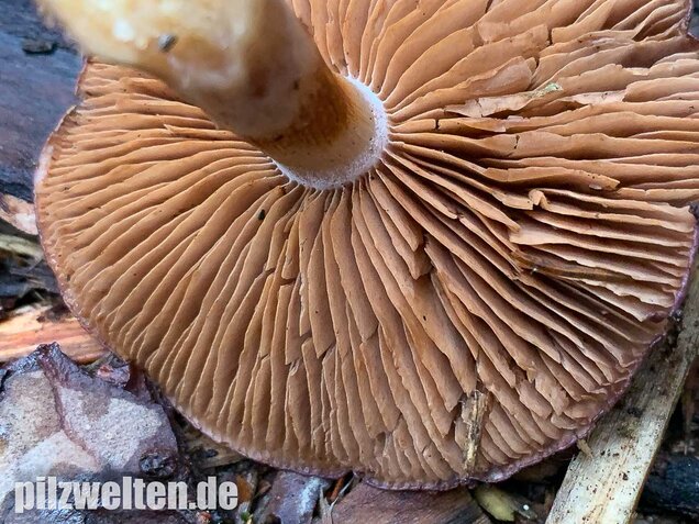 Blauer Schleimfuß, Cortinarius salor