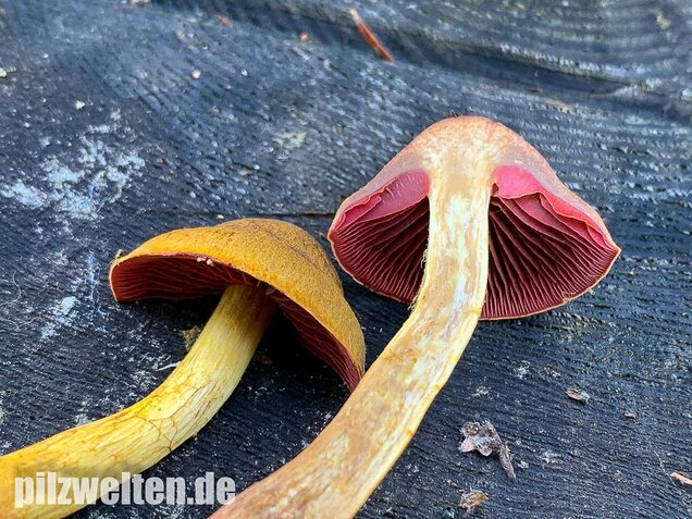 Blutblättriger Hautkopf, Cortinarius semisanguineus