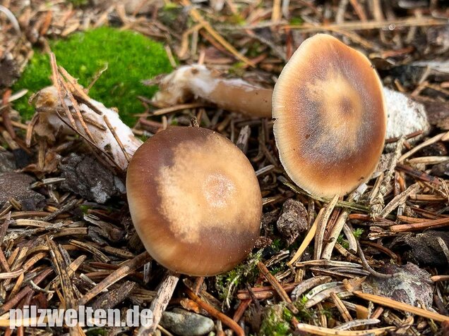 Butterrübling, Rhodocollybia butyracea