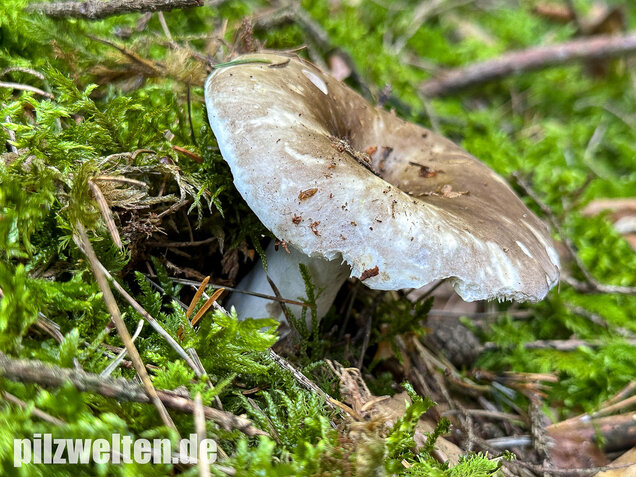 Dichtblättriger Schwärztäubling, Russula densifolia