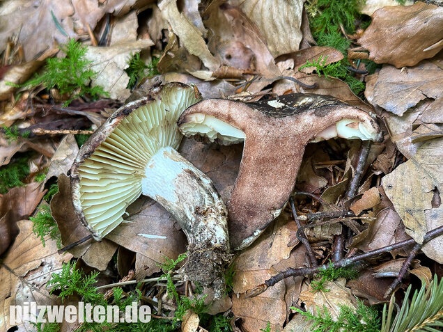 Dickblättriger Schwärztäubling, Russula nigricans