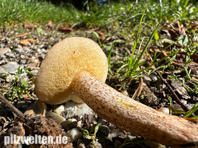 Elfenbeinröhrling, Weymouthsröhrling, Suillus placidus