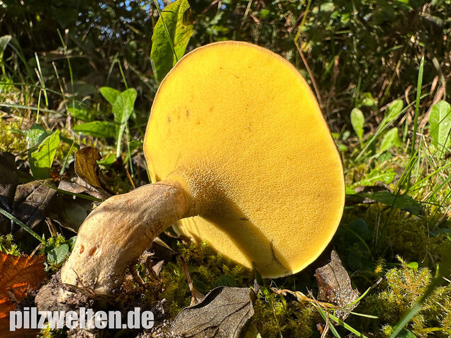 Erlengrübling, Gyrodon lividus