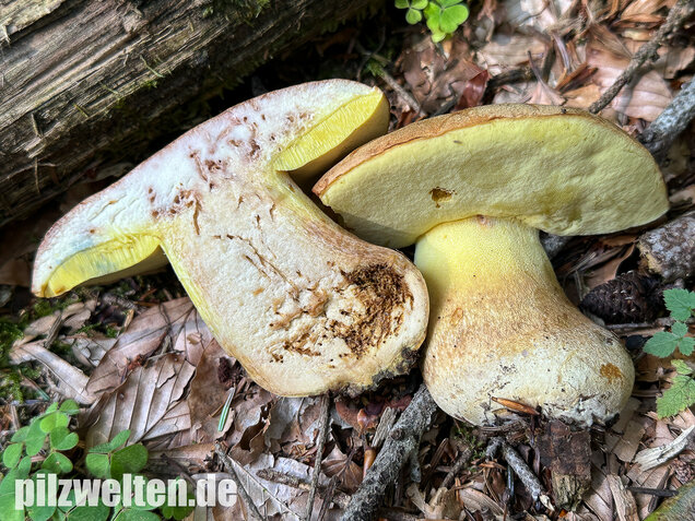 Nadelwald Anhängselröhrling, Gelber Steinpilz, Butyriboletus subappendiculatus