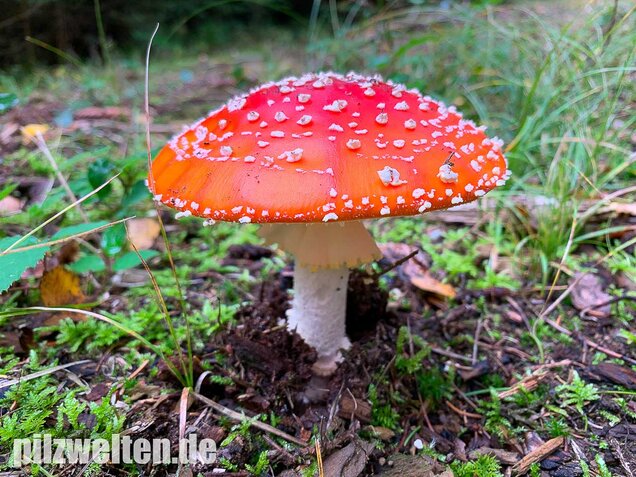 Fliegenpilz, Amanita muscaria