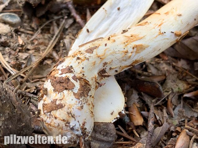 Fuchsigbrauner Schleimkopf, Cortinarius vulpinus