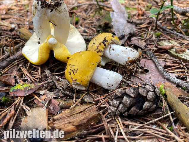 Gelber Graustieltäubling, Russula claroflava