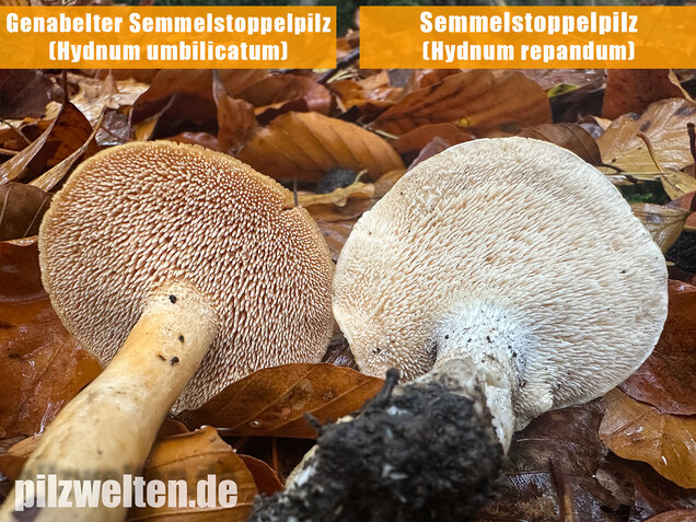 Genabelter Semmelstoppelpilz, Hydnum umbilicatum
