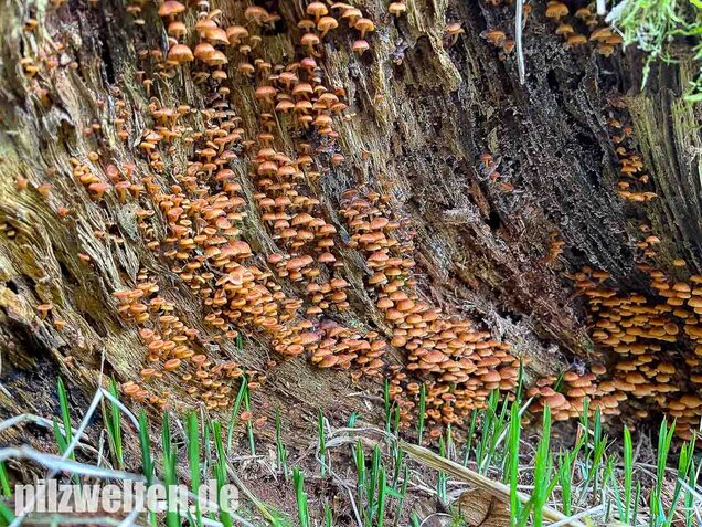 Geselliger Glöckchennabeling, Xeromphalina campanella