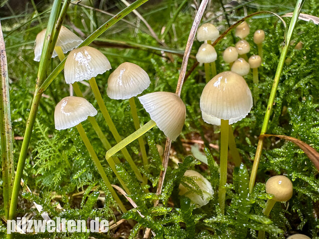 Gummihelmling, Dehnbarer Helmling, Mycena epipterygia