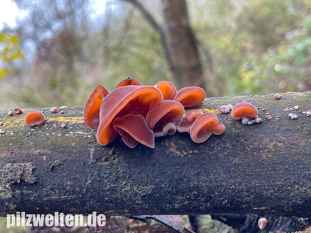 Judasohr, Auricularia auricula-judae